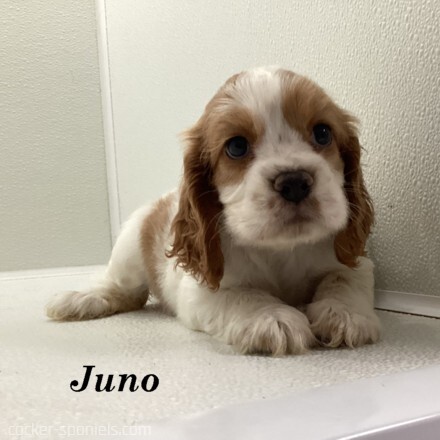 puppy, for, sale, Cocker Spaniel, Joe & Cherri  Overlease, dog, breeder, Miller, MO, dog-breeder, puppy-for-sale, forsale, nearby, find, puppyfind, locator, puppylocator, aca